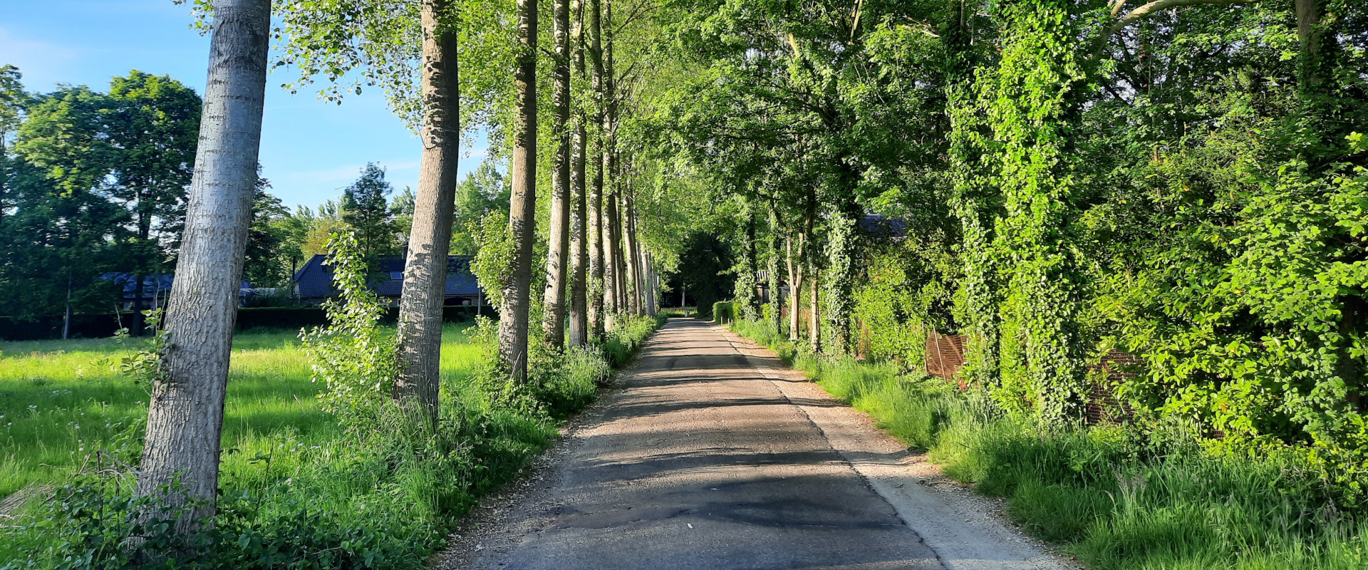 Foto van een populierenlaan